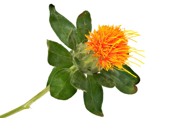 Safflower Close Up, flower head with white background - Foto, afbeelding