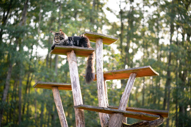 maine coon kot spoczywa na naturalne zarysowania post drzewo deska - Zdjęcie, obraz