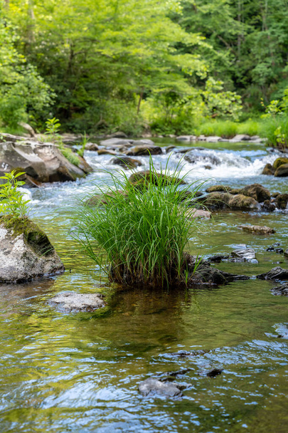 Ένα μάτσο γρασίδι στη μέση του Creek το καλοκαίρι - Φωτογραφία, εικόνα