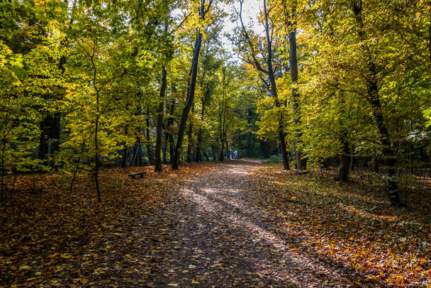 Autumn trees alley with colorful leaves in the park - Foto, afbeelding