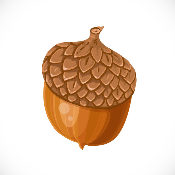 Vector acorn isolated on white background - Διάνυσμα, εικόνα