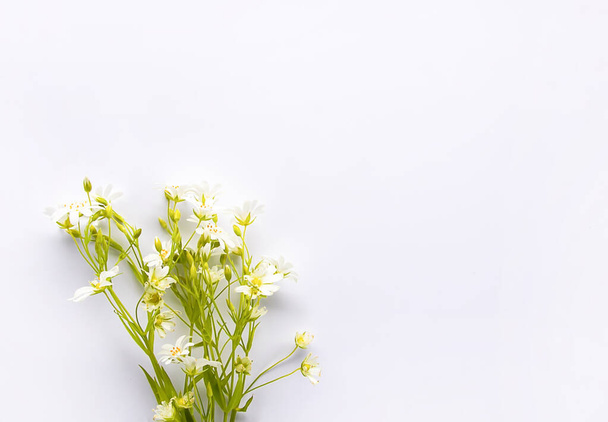 白い背景に白い野花の花束。フラットレイアウト、トップビュー - 写真・画像