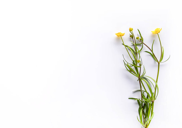 Vadvirágok csokor fehér háttér. Lapos fekvés, csúcskilátás. Ranunculus acris növények. - Fotó, kép