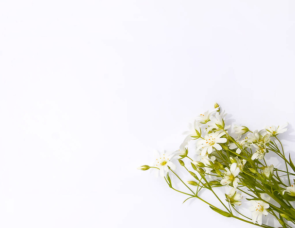 White wildflowers bouquet on white background. Flat lay, top view - 写真・画像