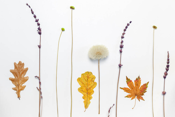 Beyaz arka planda lavanta dalları, kuru renkli sonbahar yaprakları olan bir düzen. Doğal malzemelerden yapılmış kartpostal. Üst görünüm, yatay olarak boşluk ile - Fotoğraf, Görsel
