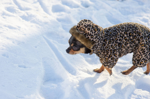 маленькая собачья куртка холодная зимой. Чихуахуа в зимней одежде на фоне снега. Чихуахуа. Собака гуляет зимой. Много снега и собака. Эко шуба для собак. Чёрно-коричневая собака - Фото, изображение