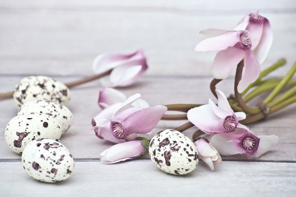 Páscoa, Ovos de codorna, flores cor-de-rosa, fundo branco, pavimento branco, rosé cyclamen
 - Foto, Imagem