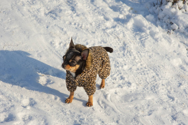 small dog jacket cold in the winter. Chihuahua in winter clothes on a background of snow. Chihuahua. Dog on a walk in the winter. A lot of snow and a dog. Eco fur coat for dogs. Black brown white dog - Photo, Image