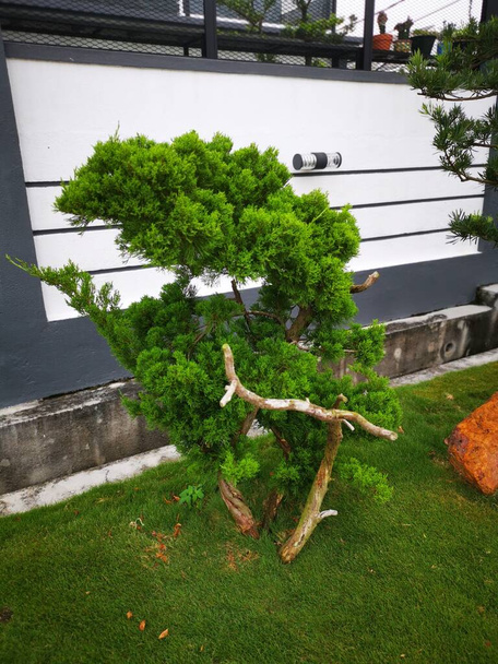 street scene of the asian conifer decorative fern tree. - Photo, Image