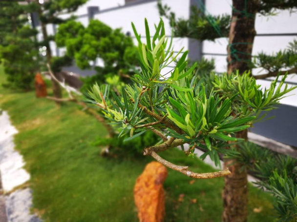 image shot of the Podocarpus pine fern tree leaves. - Photo, Image