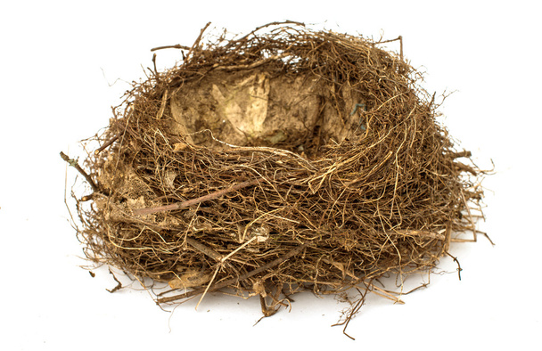 Nest mit Eiern  - Foto, Bild