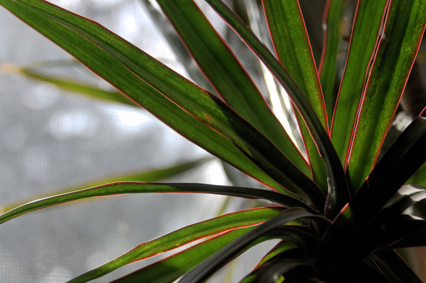 Close-up zicht op de huisplant dracaena marginata - Foto, afbeelding