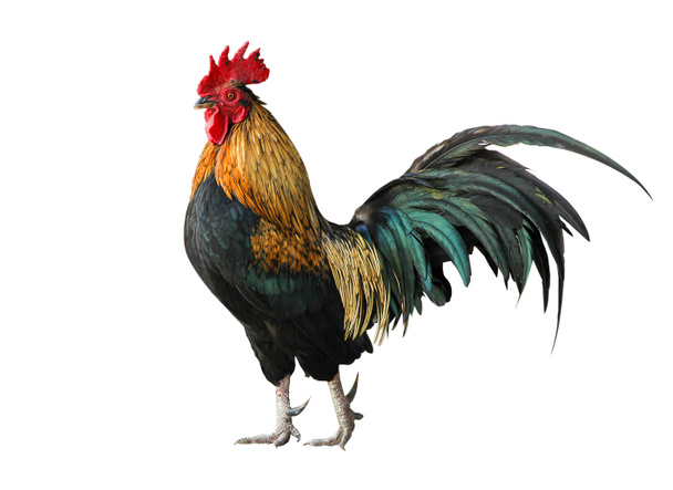 タイのオスの鶏の鶏の分離 - 写真・画像