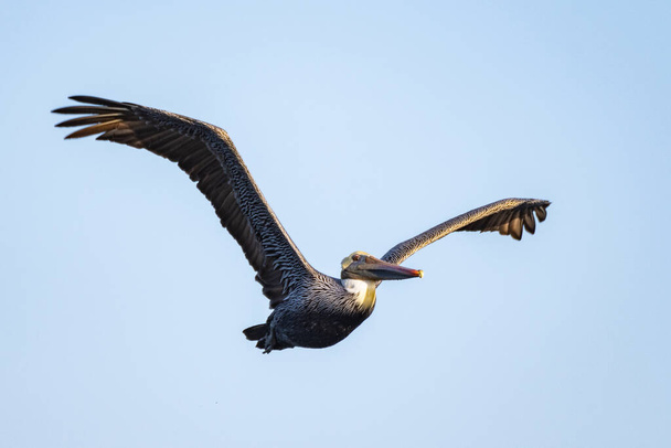 California Brown Pelican kohoaa lennon siivet levinnyt ja vatsa alttiina. - Valokuva, kuva