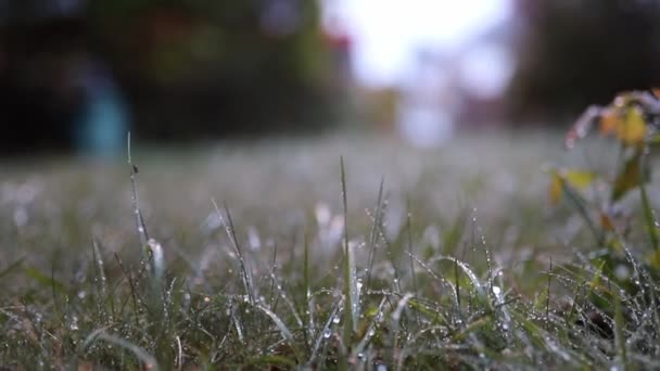 Close-up of the Morning Dew Shining on the Grass While a Red Bus Goes By - Felvétel, videó