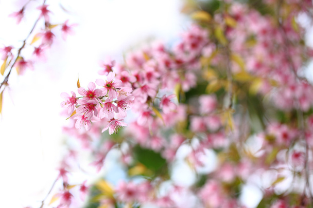 Sakura lao en saison hivernale
 - Photo, image