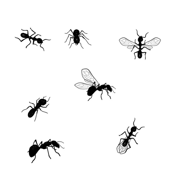 Vector collection of various positioned doodle ants isolated - Vector, Image