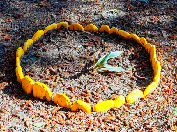 Um pequeno agave cresce no chão cercado com seixos amarelos pintados em meio a folhas e cones caídos - Foto, Imagem