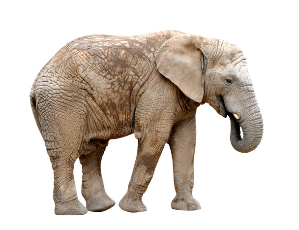 Afrikaanse olifant - Foto, afbeelding