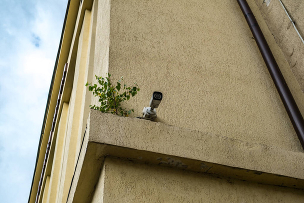 plant grown on the building near the surveillance camera - Photo, Image