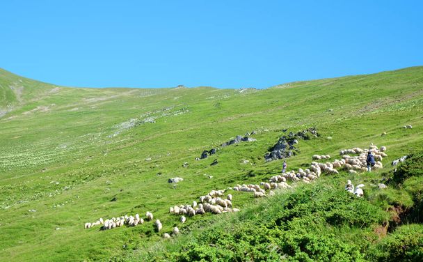 the sheeps grazed on the mountain - Foto, afbeelding