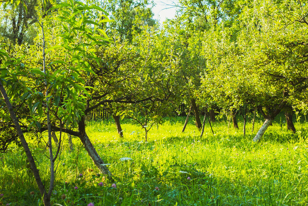 huerto de manzanas en el patio trasero - Foto, imagen