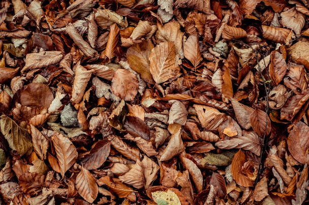 dried leaves walking in the forest - Foto, afbeelding