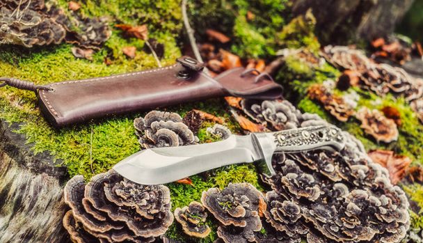 Sibiu, Romania - October 18, 2020. Puma white hunter knife 6375 on the old rotting trunk in forest - Photo, Image