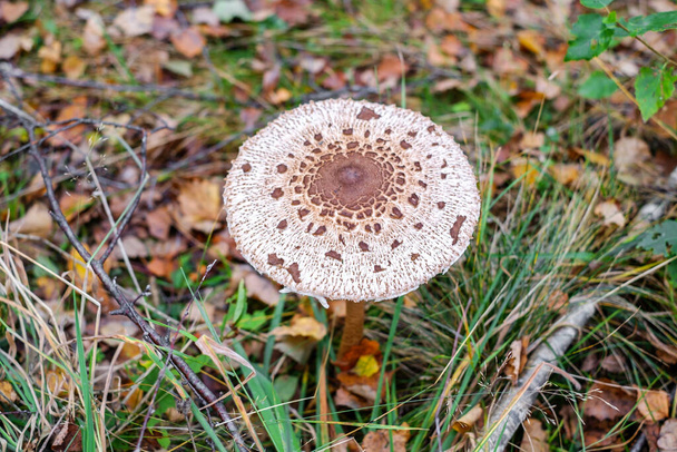 Зелёные грибы (Macrolepiota procera) в лесу - Фото, изображение