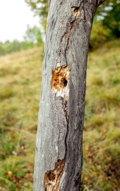 δέντρο φαγωμένο από τρυποκάρυδους - Φωτογραφία, εικόνα