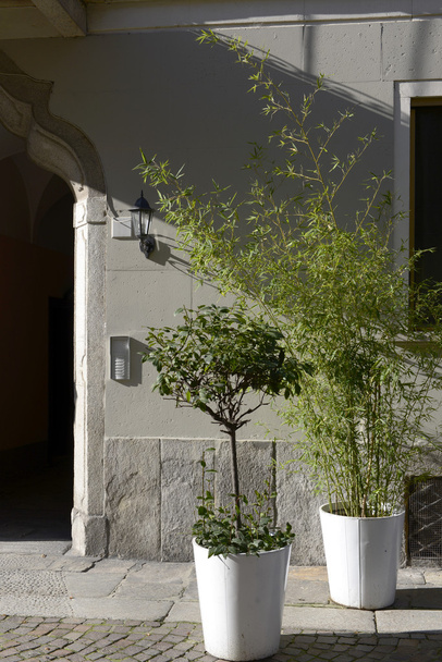 пышная зелень на старой улице, Лоди, Италия
 - Фото, изображение