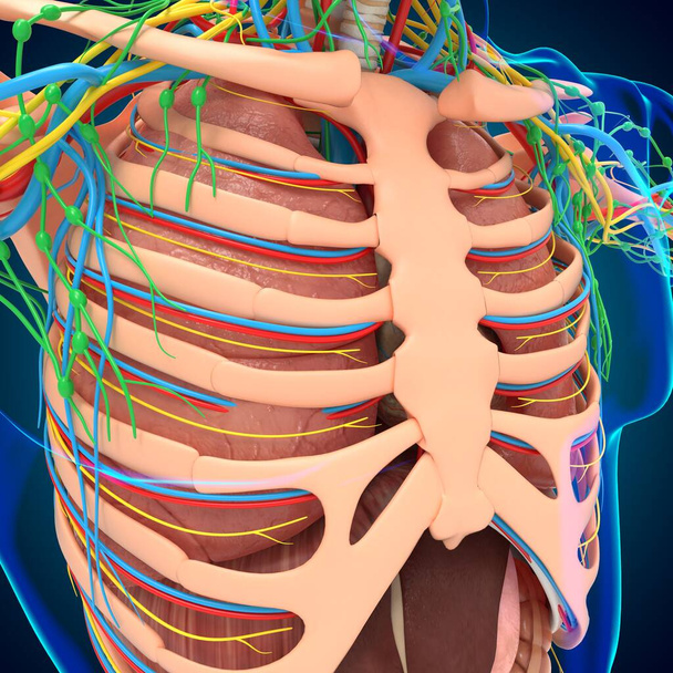 医学的概念のための人間の解剖図3Dイラスト - 写真・画像