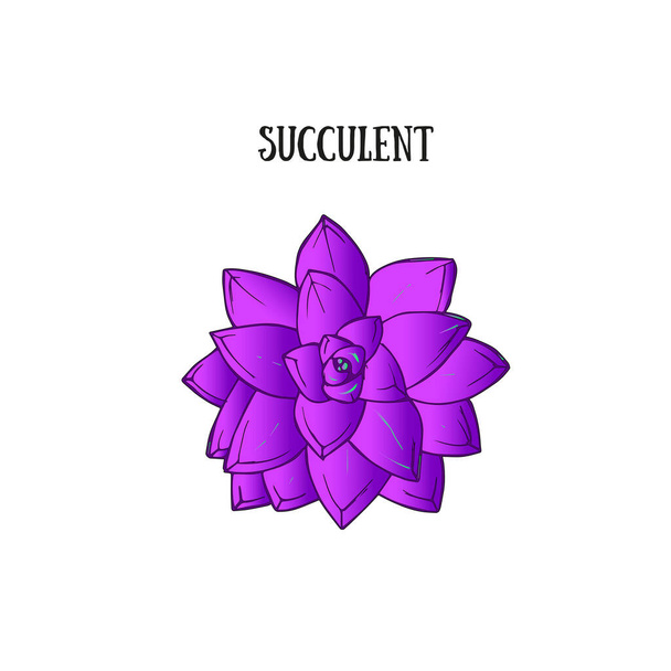 realistic vector illustration of a purple succulent plant Echeveria , top view - Vetor, Imagem