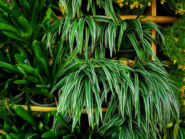 新鮮な装飾緑の鉢植えのクローズアップスタック - 写真・画像