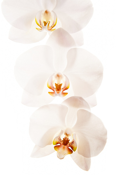  Flower orchids  - Photo, Image