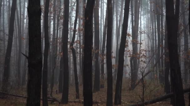 bosque otoñal en niebla densa - Metraje, vídeo