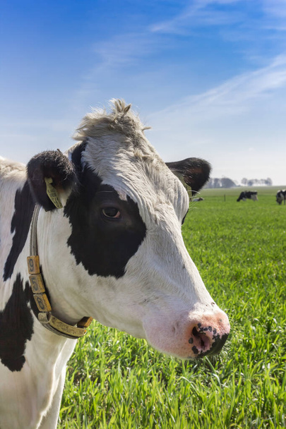 Black and white Holstein cow with collar in Gaasterland, Netherlands - Fotografie, Obrázek