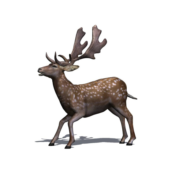 Animales salvajes - ciervo en barbecho es agresivo - vista desde el lado con sombra en el suelo - aislado sobre fondo blanco - Ilustración 3D - Foto, Imagen
