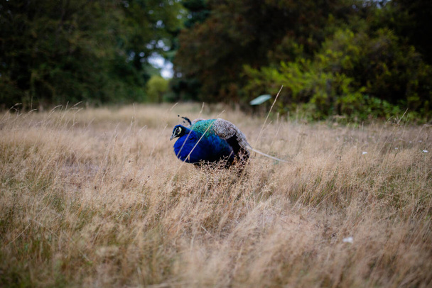 ландшафтний вид павича сидить на сухій траві з деревами як фон
 - Фото, зображення