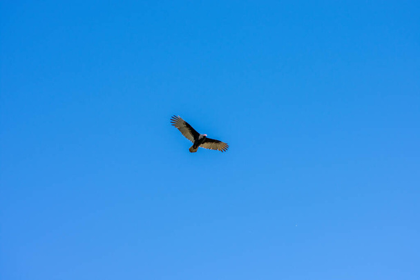 A Large Turkey Vulture Flying Through a Clear Blue Sky - Photo, Image