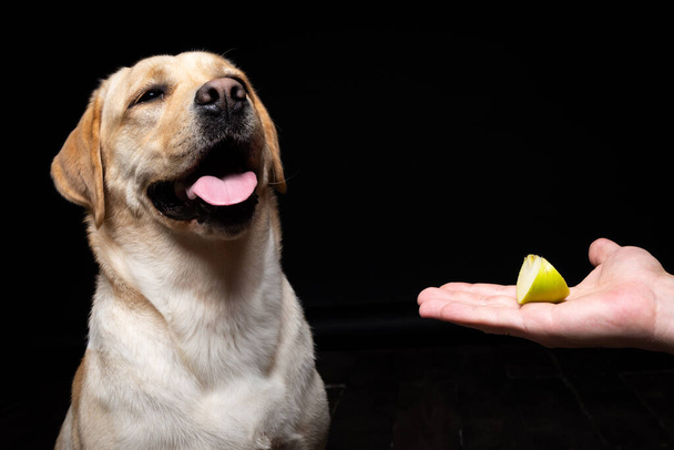 Portrait of a Labrador Retriever dog with a slice of Apple on its nose. He poses against an isolated black background. - Photo, Image