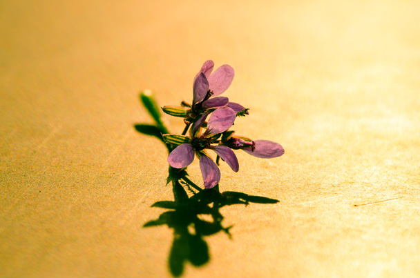 Flor violeta - Foto, imagen