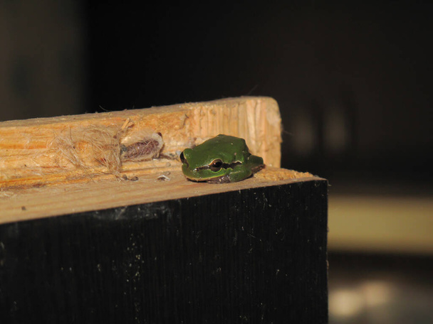 Una rana arbórea verde sentada sobre madera. Primer plano de la copa de los árboles.  - Foto, Imagen