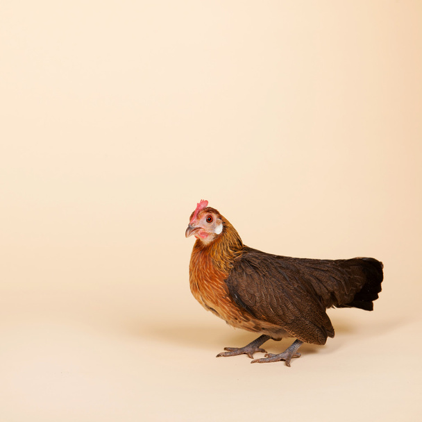Chicken in studio on cream background - Фото, изображение