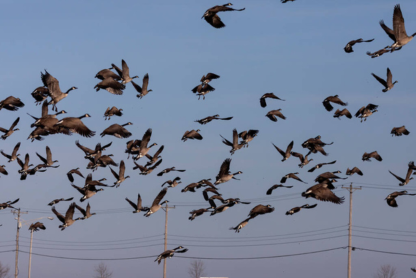 Стая канадских гусей в полете - Фото, изображение
