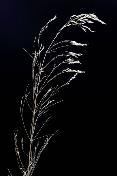 Közelkép egy száraz vadon termő növényről ősszel - Fotó, kép