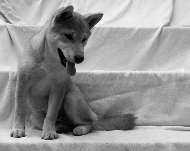 Shiba Inu puppy looks like a little fox - Photo, Image