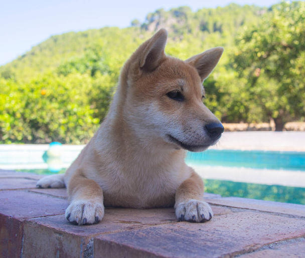 Shiba Inu puppy looks like a little fox - Photo, Image