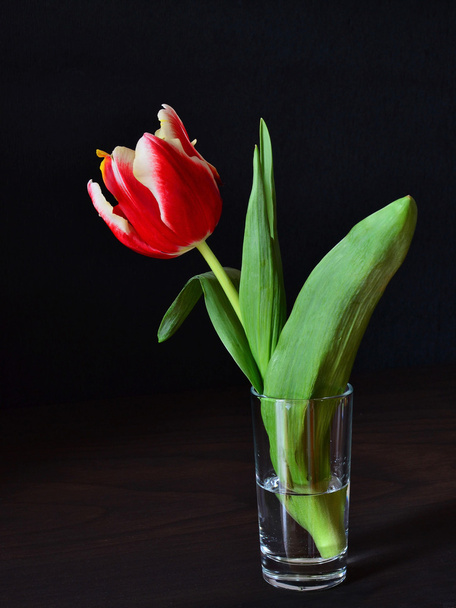 Red parrot tulip - 写真・画像
