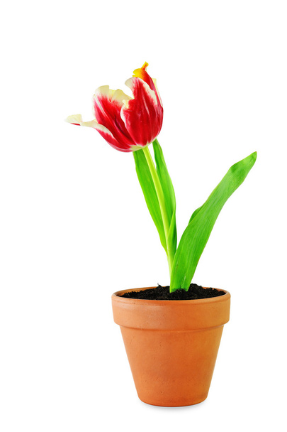 Tulipe perroquet rouge
 - Photo, image